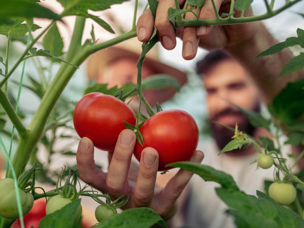 Zwei reife rote Tomaten werden von einer Hand in einem gr&uuml;nen Gew&auml;chshaus vorsichtig gepfl&uuml;ckt.