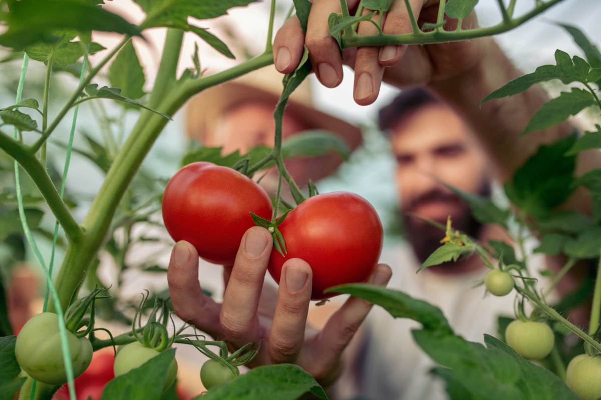 Zwei reife rote Tomaten werden von einer Hand in einem grünen Gewächshaus vorsichtig gepflückt.