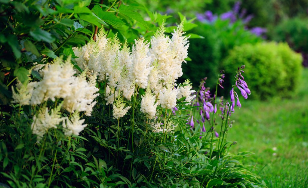 Garten mit Astilben und Funkien