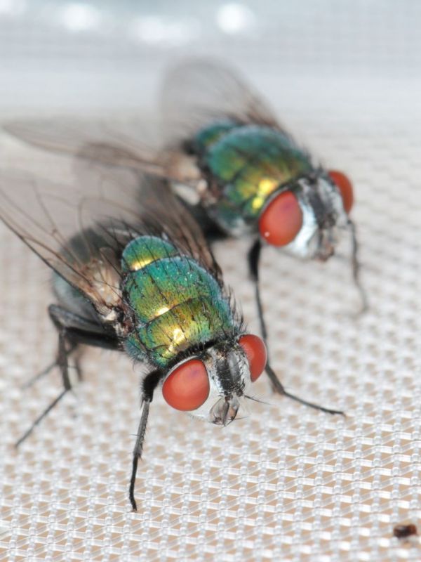 Mit dieser DIY-Fliegenfalle wirst du alle Schmei&szlig;fliegen los