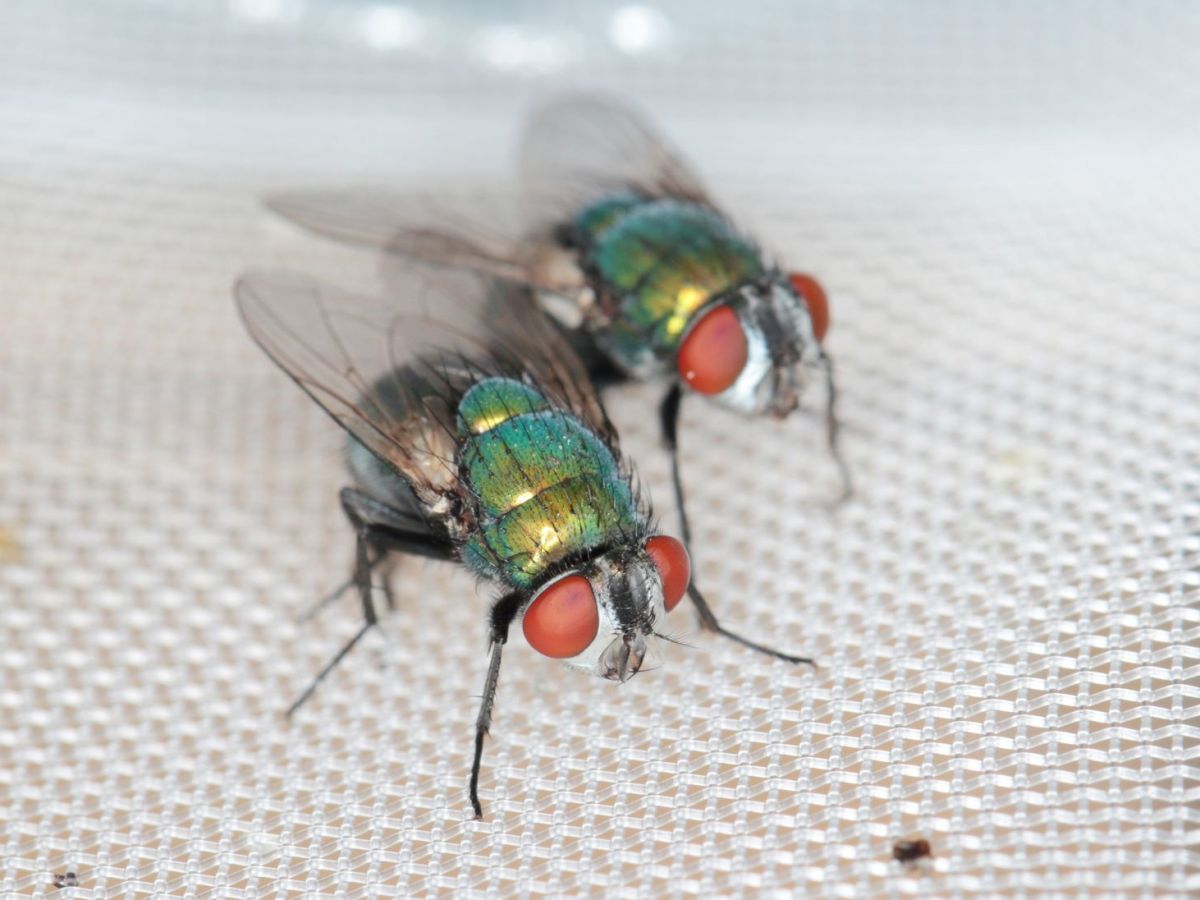 Zwei gr&uuml;ne Schmei&szlig;fliegen auf gr&uuml;nem Untergrund.