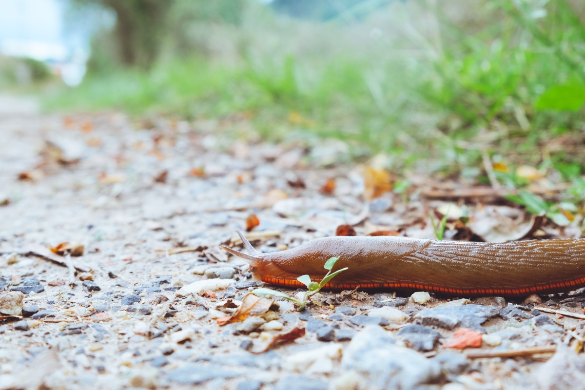 Spanische Wegschnecke