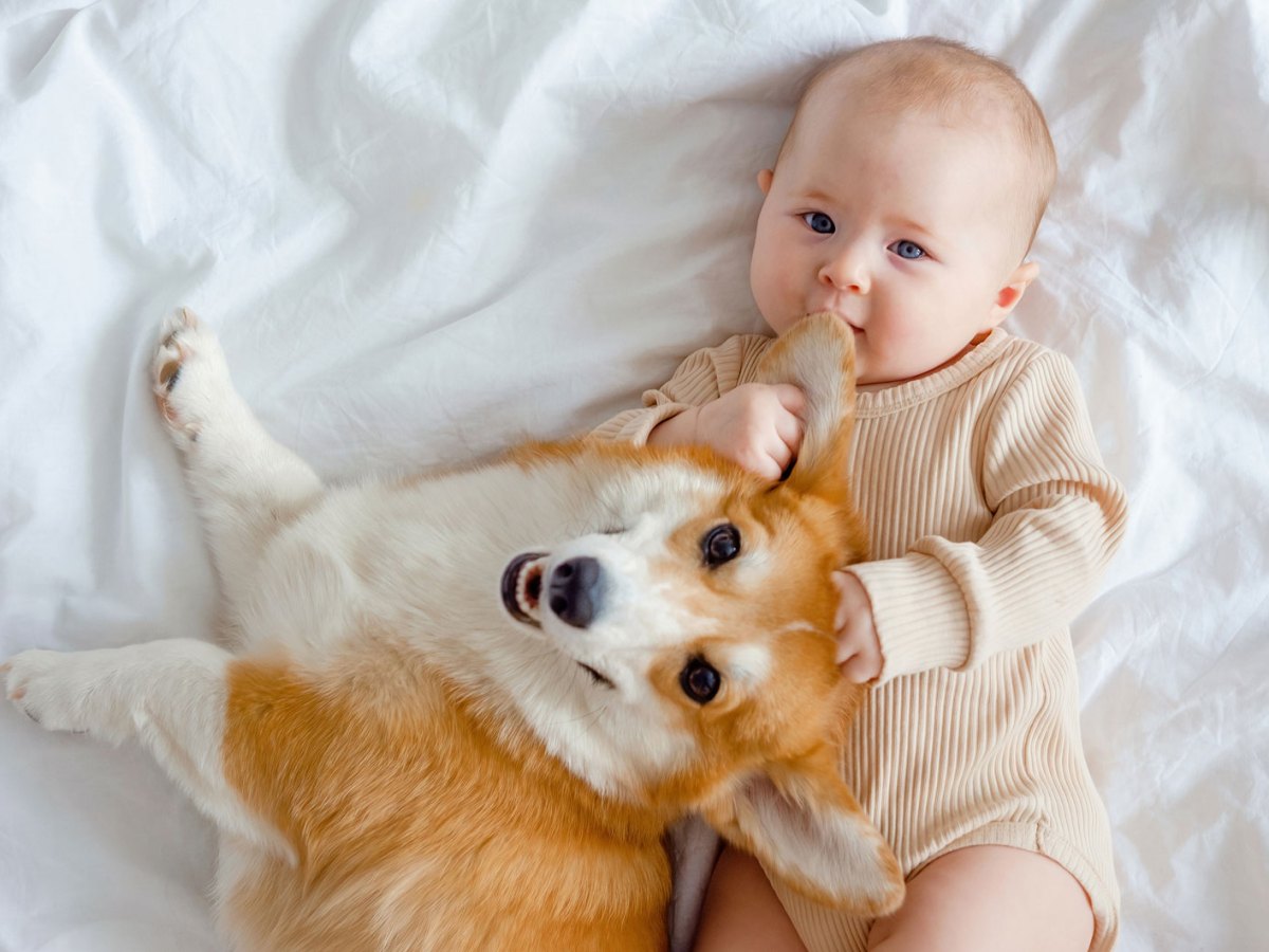 Baby und Hund liegen auf einem wei&szlig; bezogenen Bett. Das Baby h&auml;lt ein Ohr des Hundes fest und an seinen Mund.