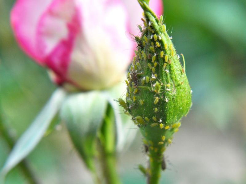 Blattläuse auf Rose