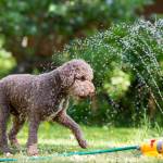 Brauner Hund spielt im Garten mit dem Rasensprenger, um sich abzuk&uuml;hlen