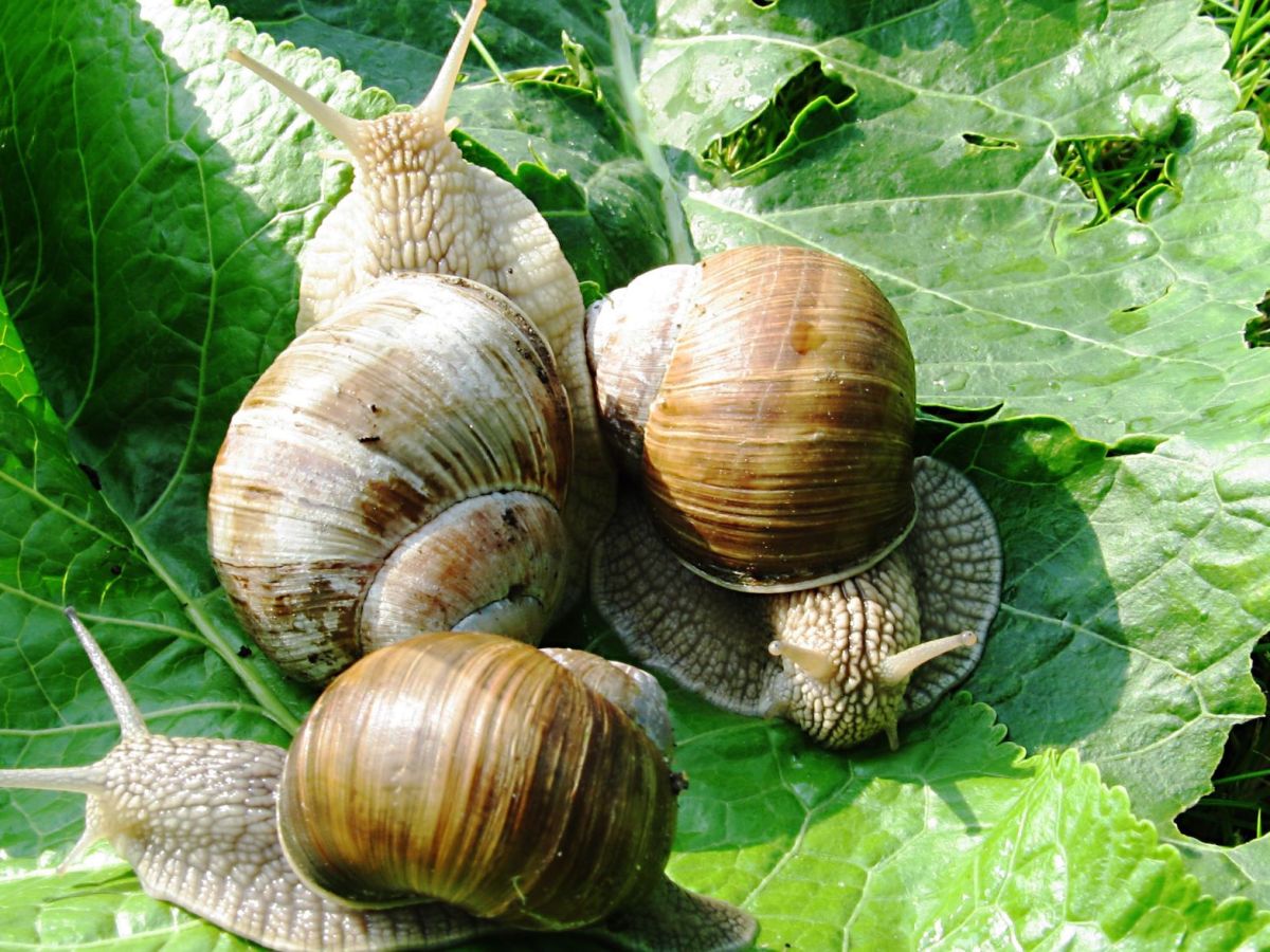 Drei Weinbergschnecken sind n&uuml;tzliche Schnecken im Garten