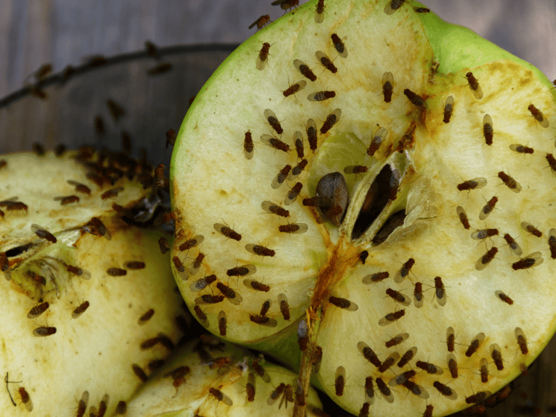 Aufgeschnittener Apfel auf einem Teller übersät von Fruchtfliegen