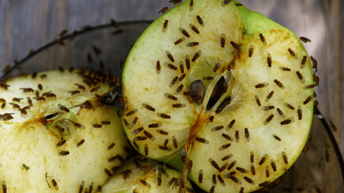 Aufgeschnittener Apfel auf einem Teller übersät von Fruchtfliegen