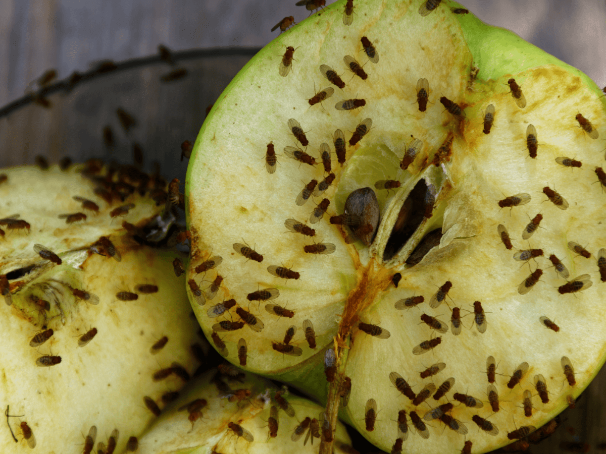 Aufgeschnittener Apfel auf einem Teller übersät von Fruchtfliegen