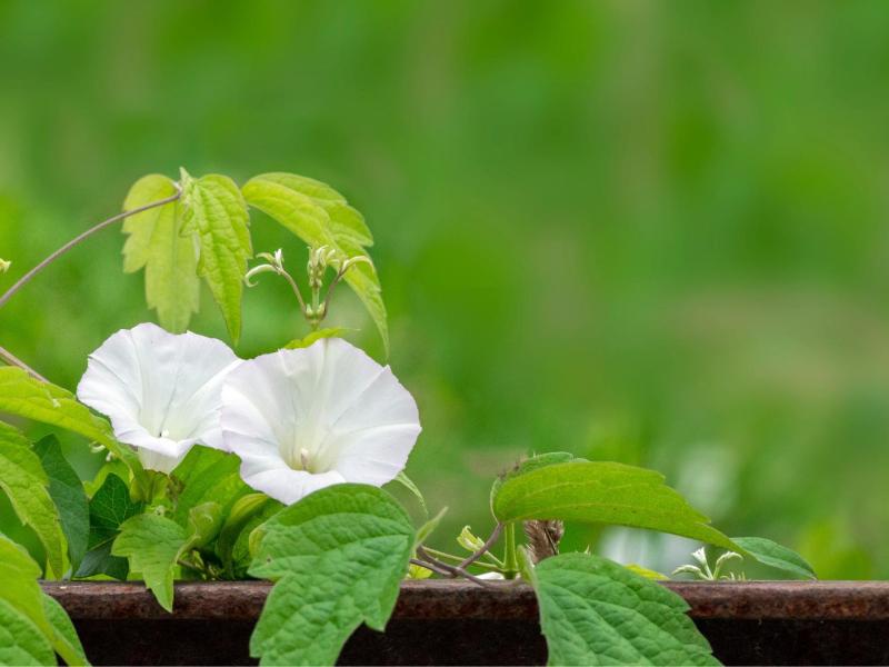Zaunwinde wächst wild an einem Zaun.