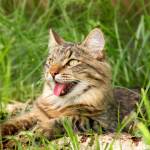 Katze hechelt in der Hitze auf dem Boden liegend mit herausgestreckter Zunge.