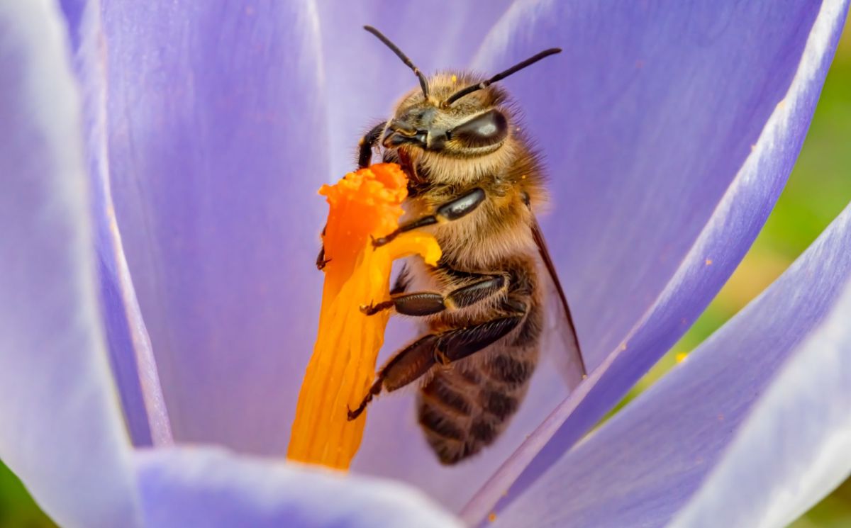 Wildbiene in lila Krokus