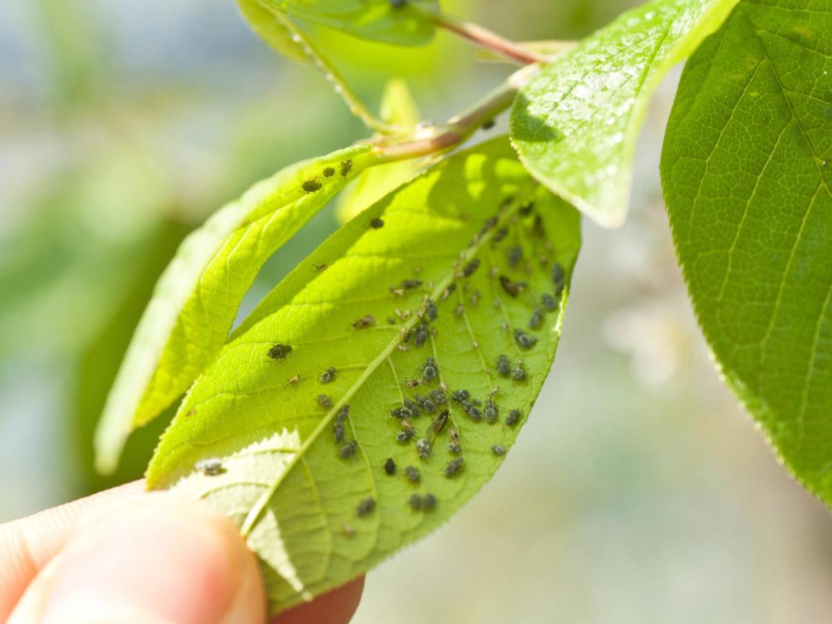 Frau h&auml;lt ein Blatt, auf dem sich viele Blattl&auml;use befinden.