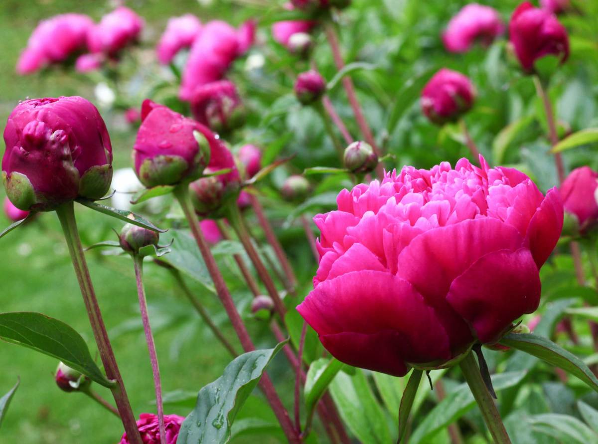 Pinke Pfingstrosen Päonien blühen im Garten und zeigen ihre großen Blüten