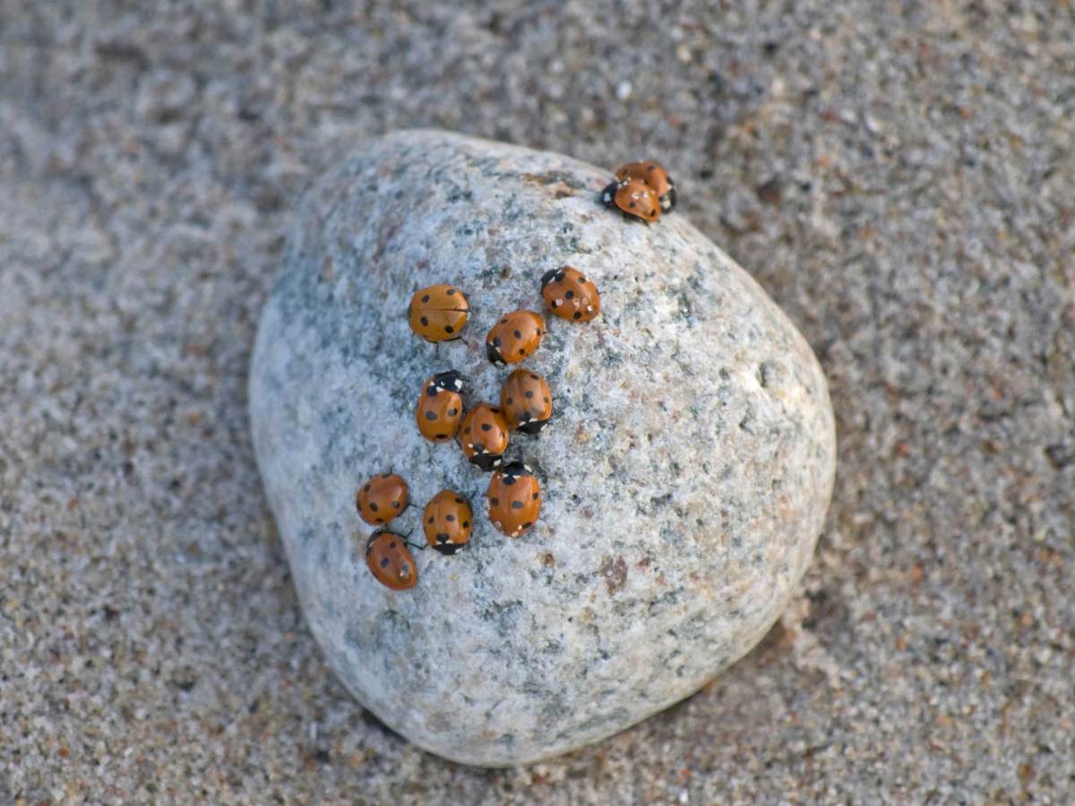 Gruppe Marienk&auml;fer