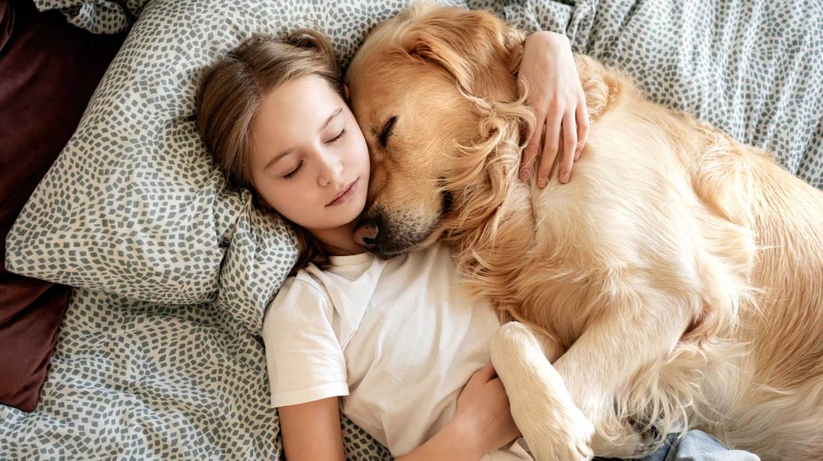 Mädchen, ca. 10 Jahre alt, umarmt einen Golden Retriever im Bett und beide schlafen.