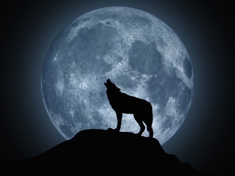 Wolf steht vor großem Vollmond.