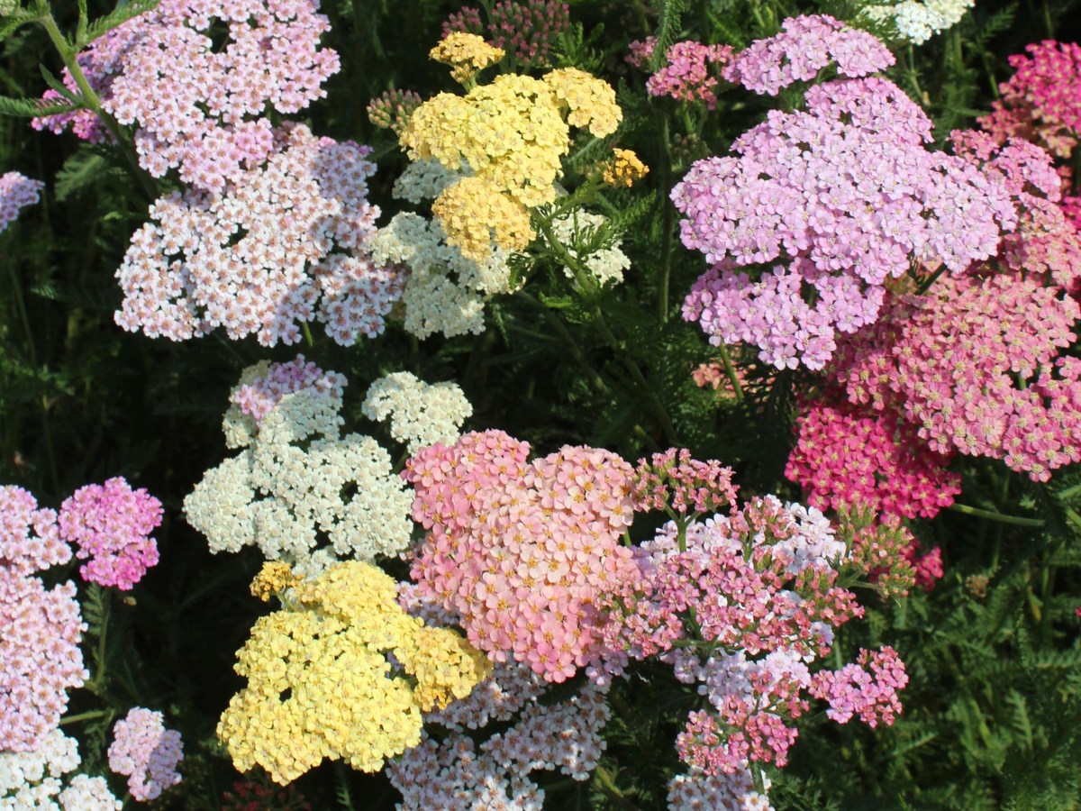 Bunte Schafgarbe