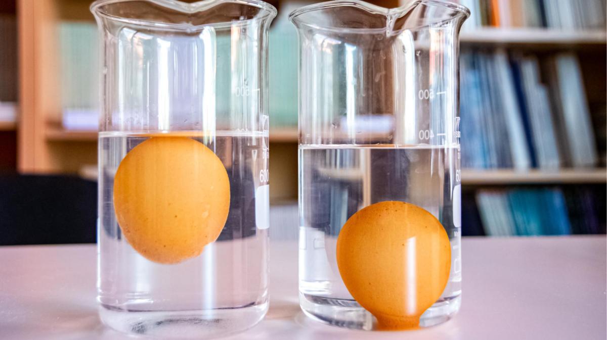 Zwei Wassergläser stehen nebeneinander. In einem schwimmt ein Ei oben, in dem anderen liegt ein Ei unten auf.