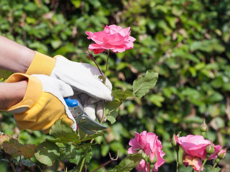 Person schneidet Rosen im Garten.