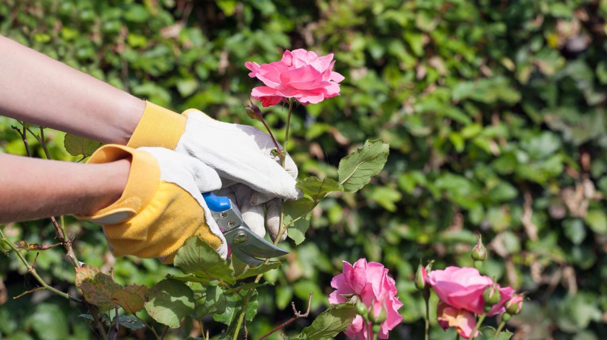 Person schneidet Rosen im Garten.