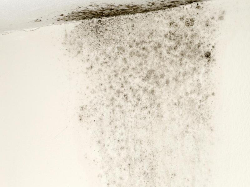 Schwarzer Schimmel an der Wand.