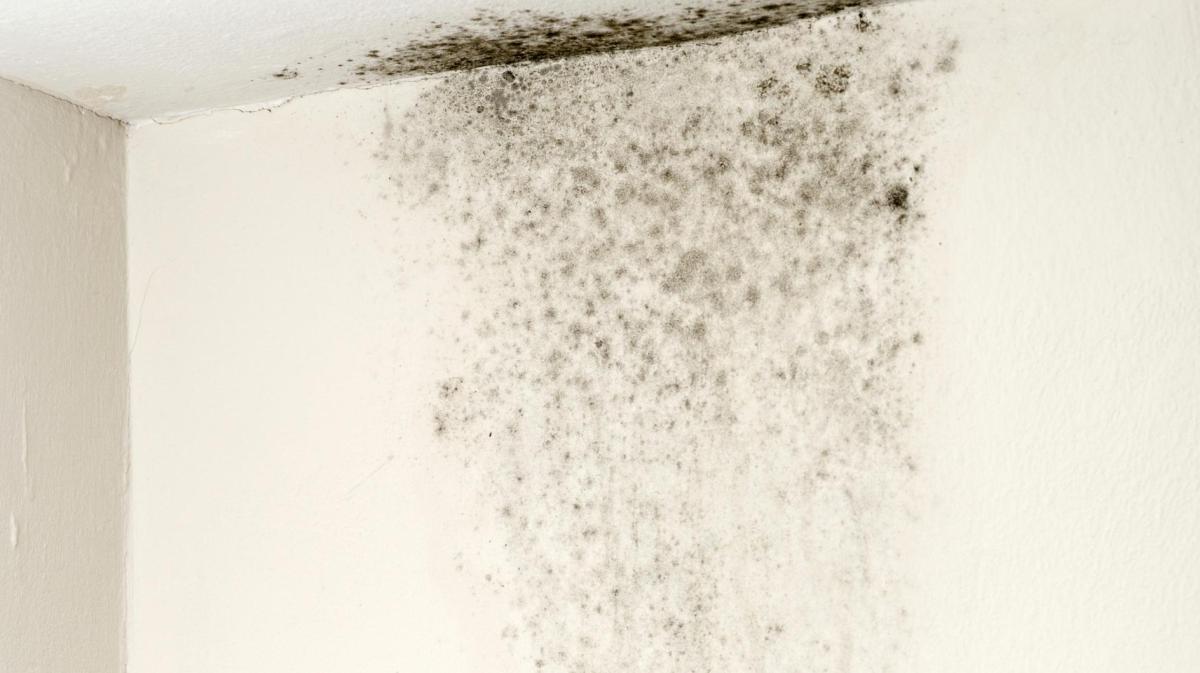 Schwarzer Schimmel an der Wand.