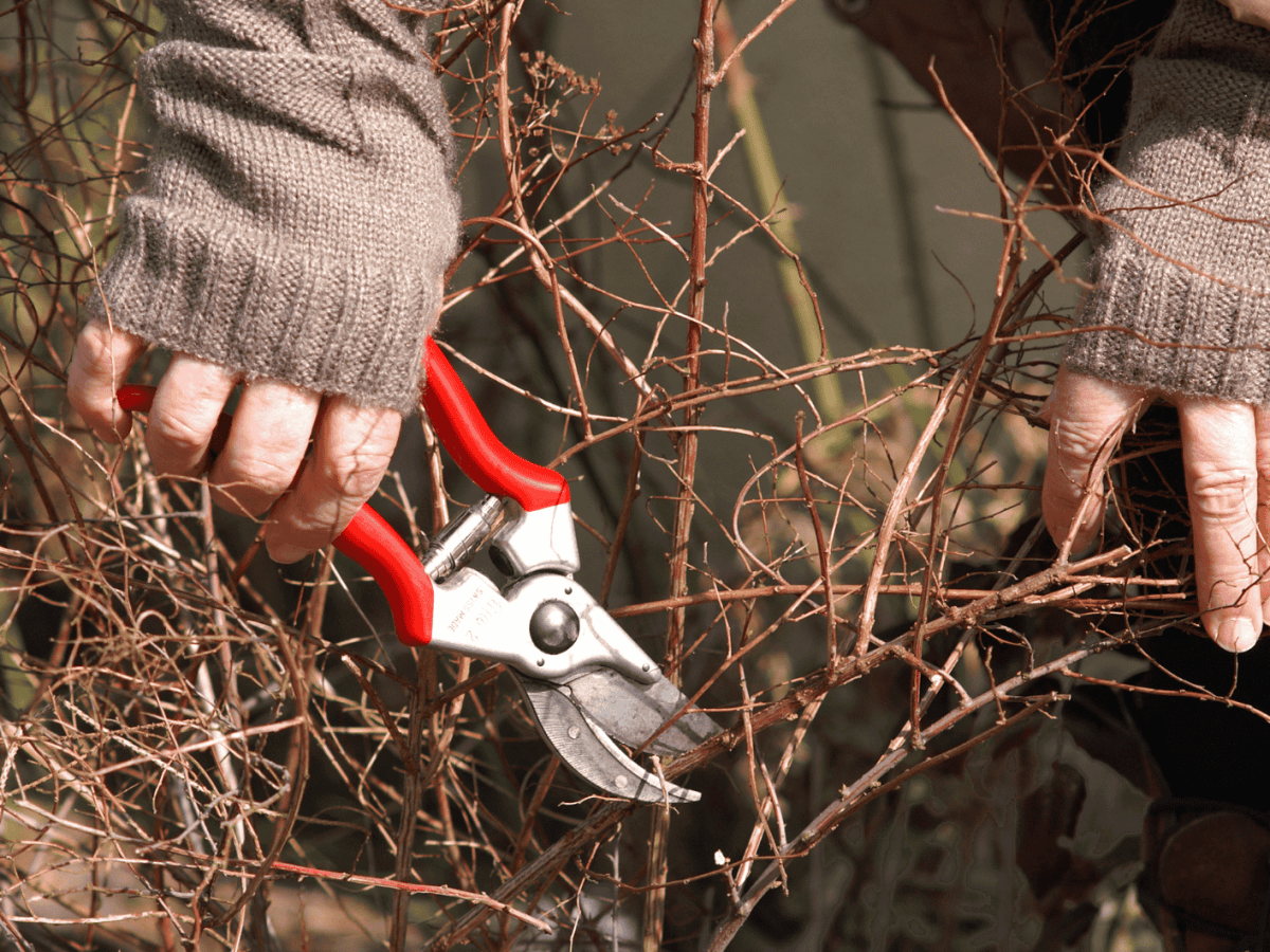 Person hat rote Gartenschere in der Hand und schneidet vertrockneten Strauch ab.
