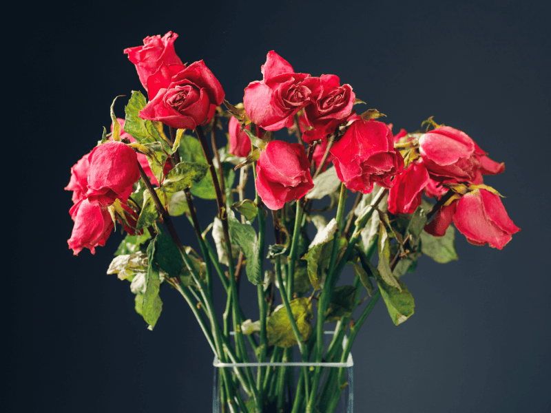 Strauß rote Rosen, der die Köpfe hängen lässt.