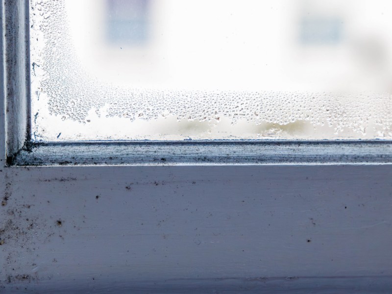 Schimmel am Fenster