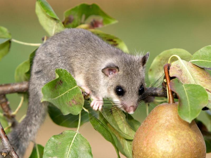 Siebenschläfer klettert auf einem Ast eines Birnenbaums.