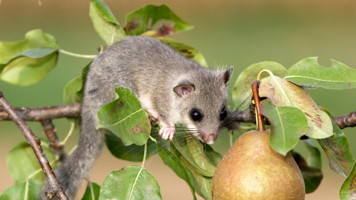 Siebenschläfer klettert auf einem Ast eines Birnenbaums.