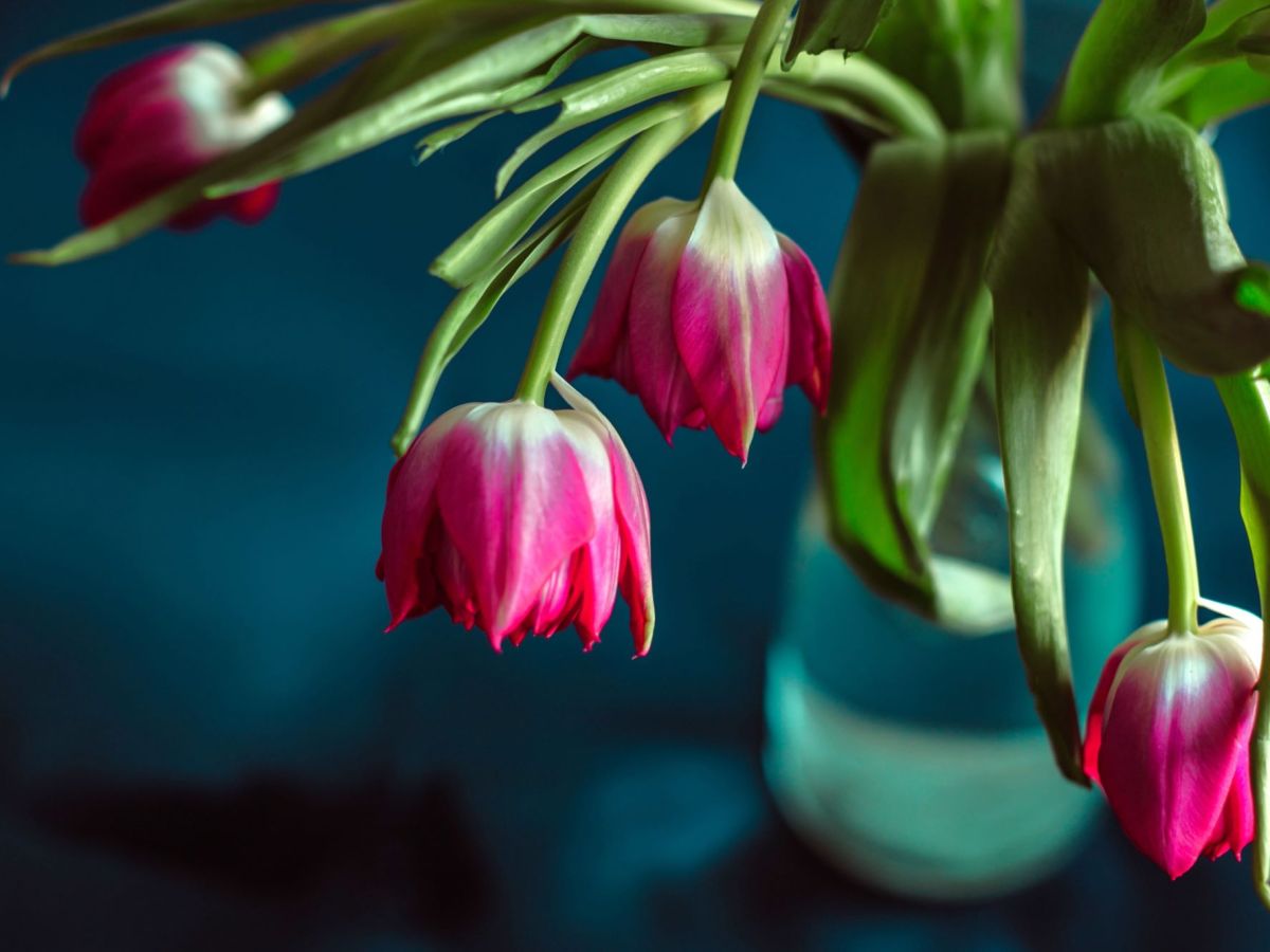 Pinke Tulpen lassen K&ouml;pfe h&auml;ngen