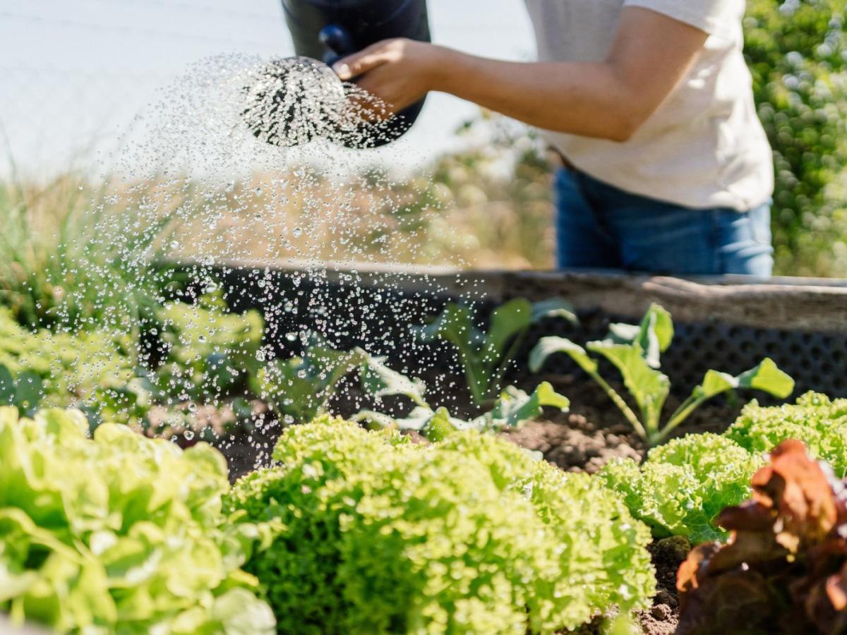 Person gießt ein Hochbeet.