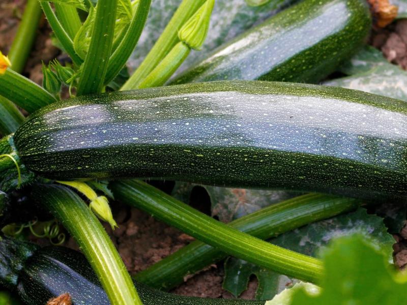 Zucchini-Pflanze im Garten.