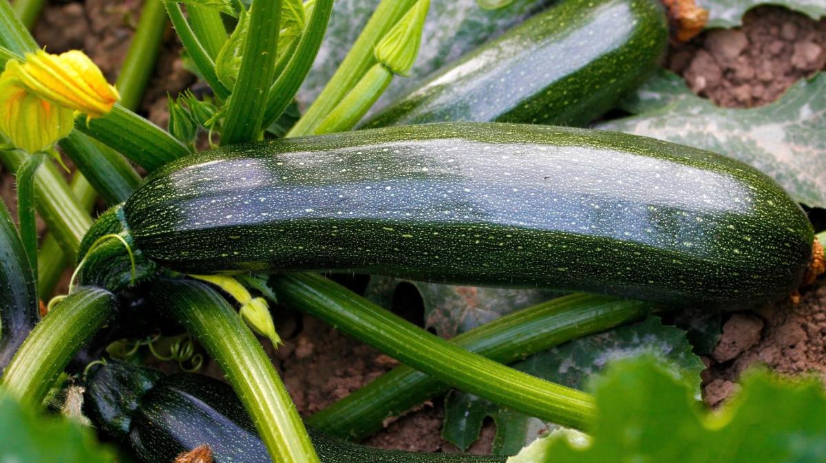 Zucchini-Pflanze im Garten.