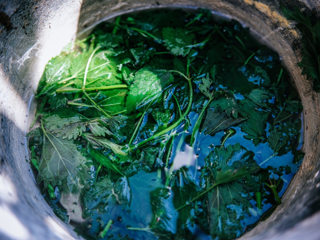 Brennnesseljauche als Dünger für Gemüse