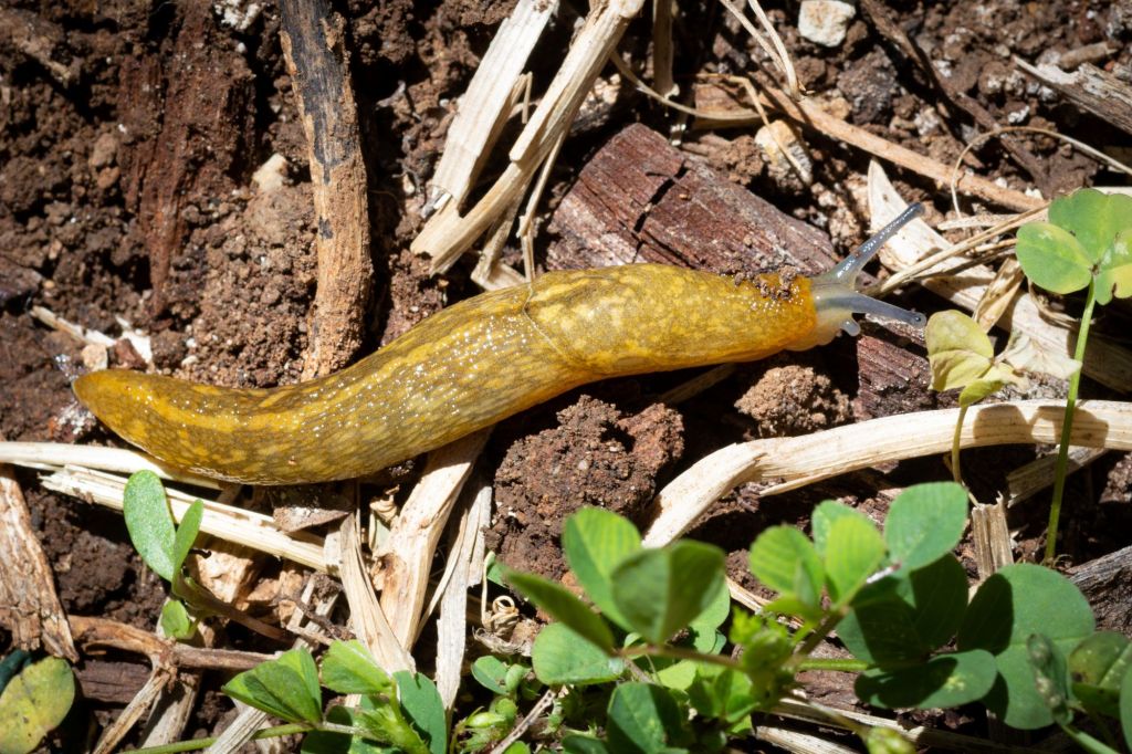 Bierschnegel im Garten