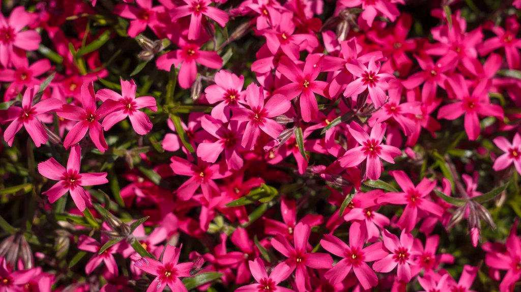 Bodendecker pinker Teppich-Phlox