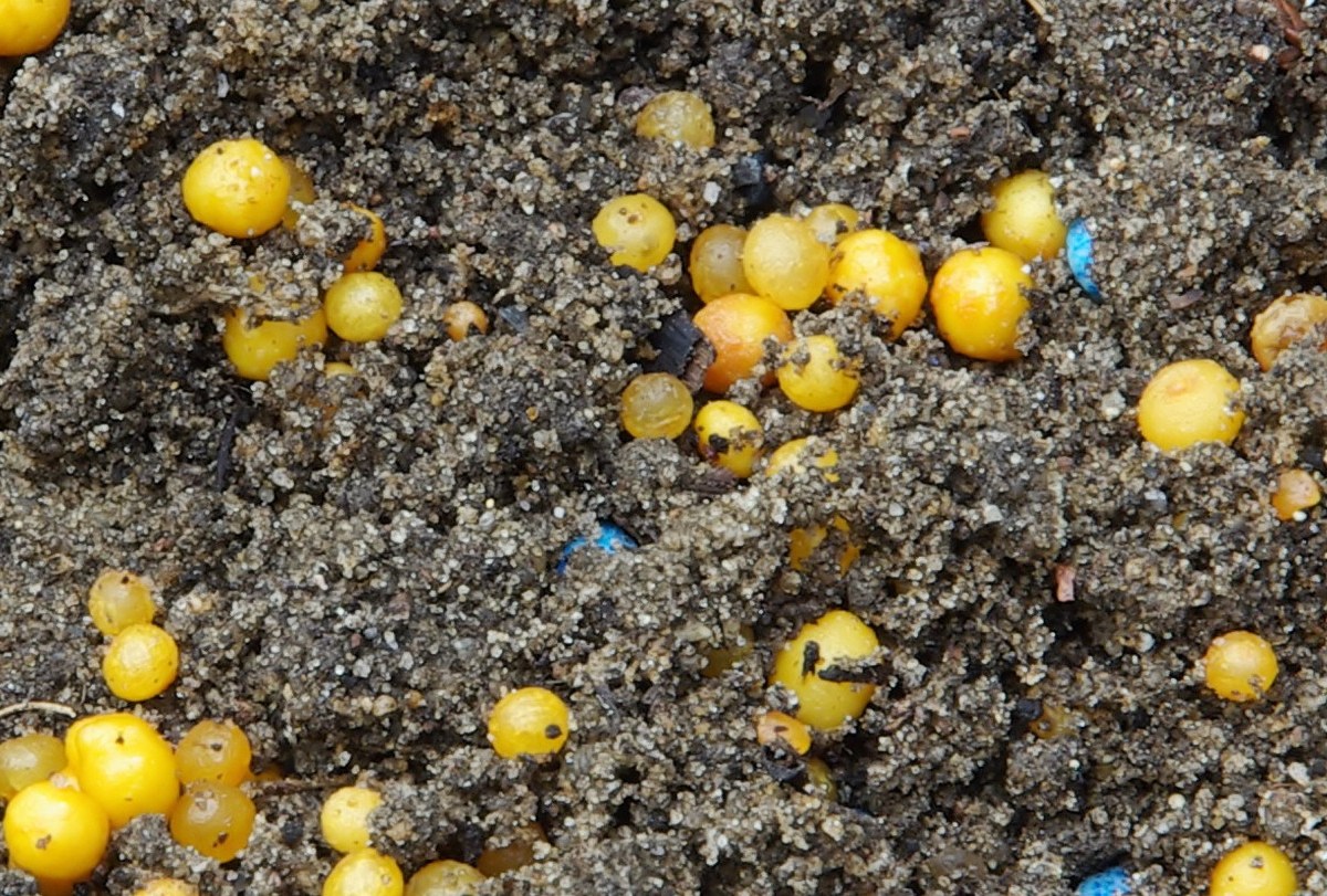 Gelbe K&uuml;gelchen in Erde: Schneckeneier oder D&uuml;nger?