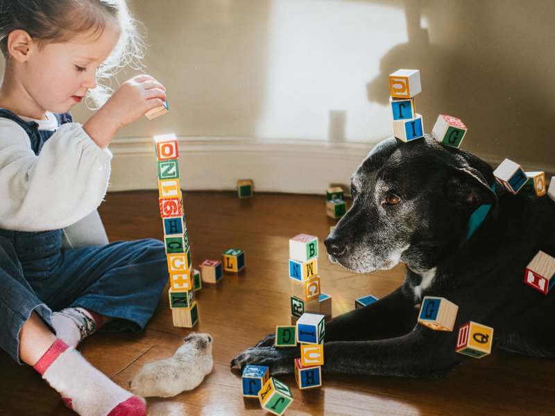 Mädchen sitzt auf dem Fußboden mit ihrem Hund und einem Hamster und baut Türme aus Bausteinen.