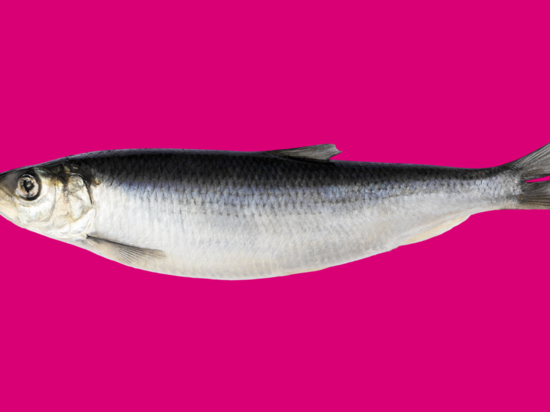 Hering auf pinkem Hintergrund, Osterbrauch in Irland: Hering wird beerdigt