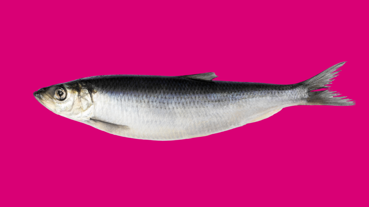 Hering auf pinkem Hintergrund, Osterbrauch in Irland: Hering wird beerdigt