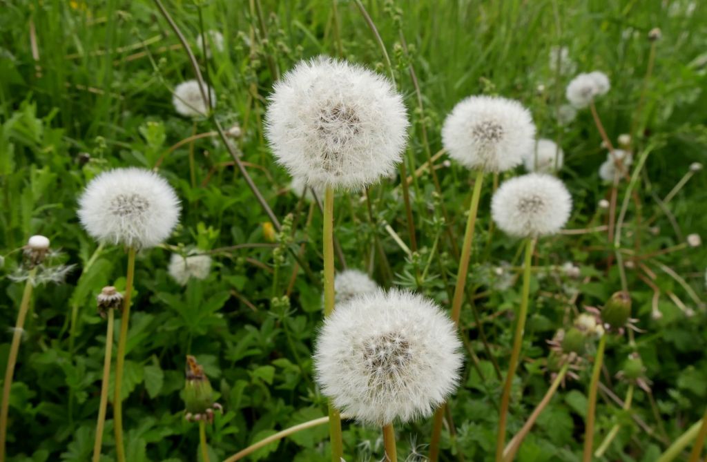 Pusteblumen auf Wiese