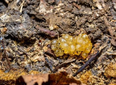 Gelbe Schneckeneier lassen sich leicht mit gelben Düngerperlen verwechseln. Schneckeneier sind aber immer "schleimiger". Gelbe Schneckeneier in Erde