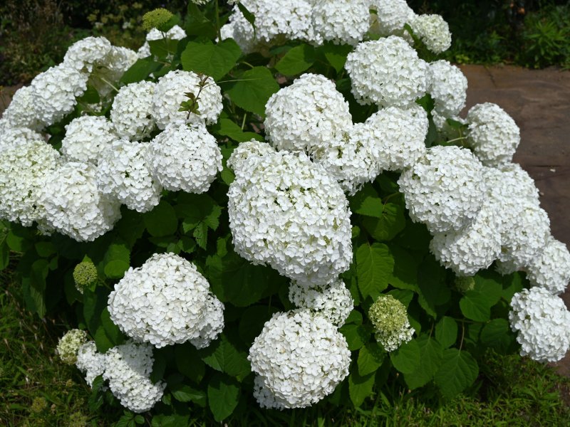 Schneeballhortensie Annabelle