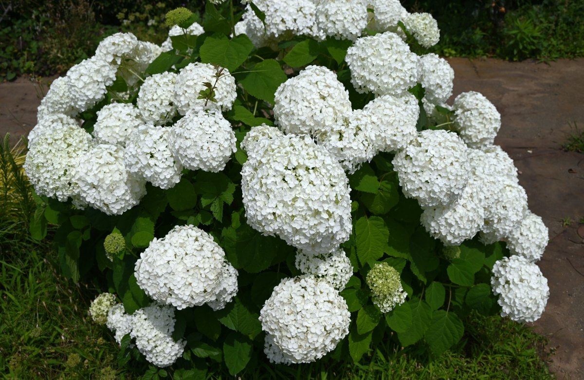 Schneeballhortensie Annabelle