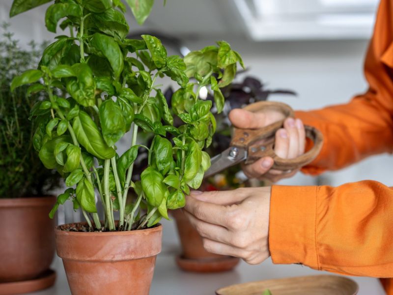 Frau schneidet Basilikum im Topf