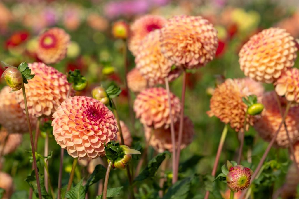 Gefüllte Dahlien in Apricot