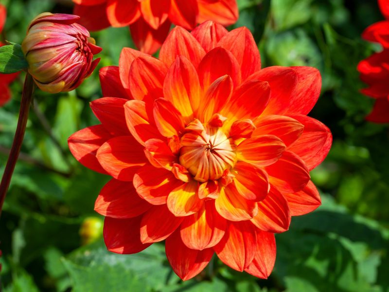 Gefüllte rote Dahlie